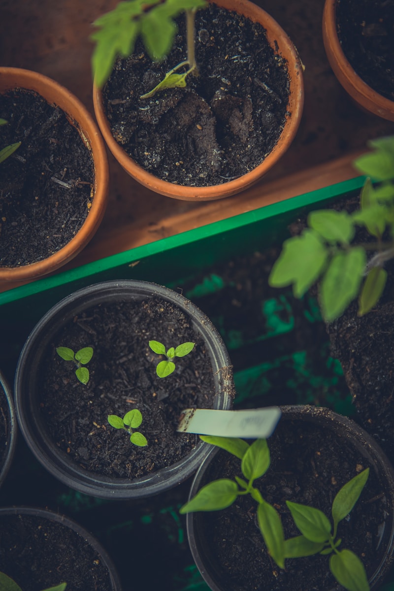 green leafed plants in pots